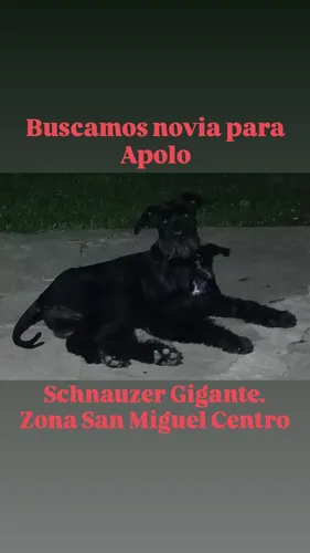 Perro Macho Schnauzer Gigante Negro