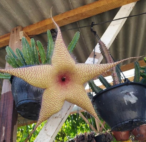 Stapelia Hirsuta-cacto Estrela Do Mar Amarela, Stap Gigantea | Parcelamento  sem juros