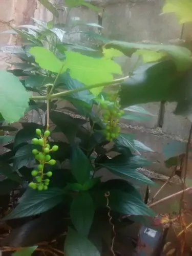 Plantas De Uva Morada Criolla