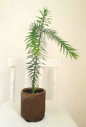 Araucaria