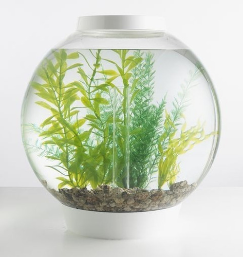 100 Semillas De Planta Acuatica Cell