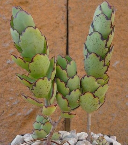 Muda De Suculenta Kalanchoe Laxiflora 10cm/15cm C/raiz
