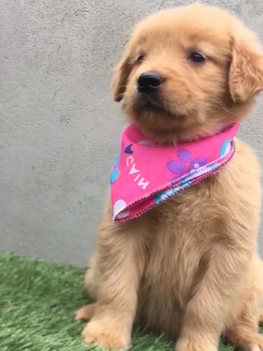 Imagen 10 de 10 de Cachorros Golden Retriever Cali Medellin Bogota