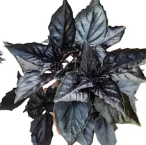Comprar Semillas Premium De Albahaca Morada | Reindo De Semillas