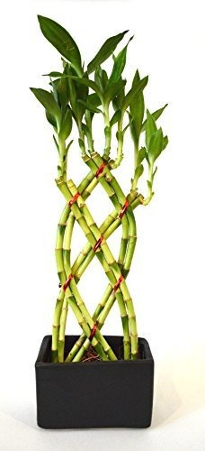 9greenbox - Bambú De La Suerte - 8 Trenzada Con Negro Florer