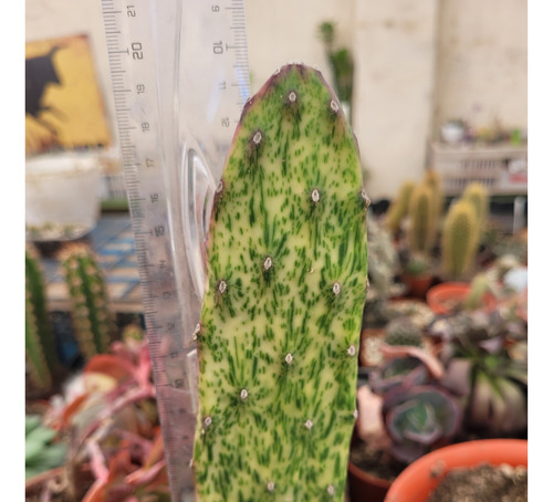 Opuntia Variegada. Únicas! Cactus Con Color. Fácil