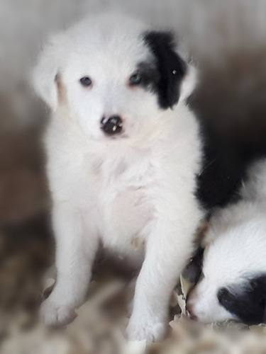 Cachorro Border Collie 