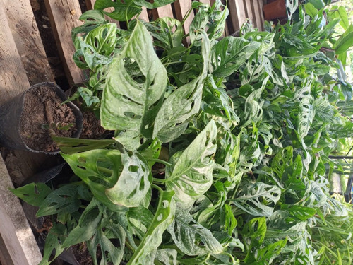 Imagen 8 de 8 de Planta Philodendron Peruveano M14