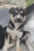 Comprar Cachorros Husky Siberiano Cruza Chow Chow 