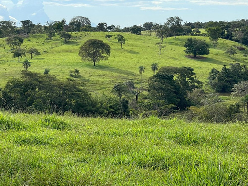 Imagem 8 de 20 de Chácara À Venda! Em Goianésia - Go, 13 Alqueres A 14.5 Km De Goianésia, Com 2 Nascente De Água Dentro.