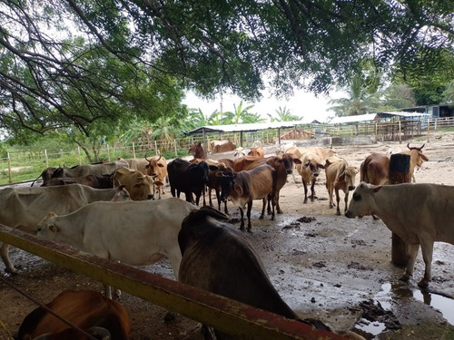 Imagen 9 de 25 de Finca En Venta En Libertador San Timoteo, Zulia