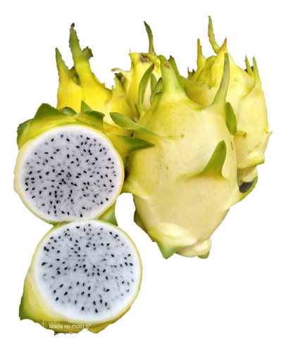 Pitaya Amarela Golden Autofértil Kit Com 1 Muda  Pormoção