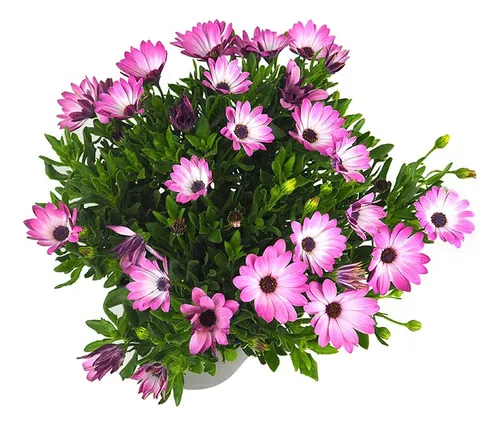 comprar Planta Flor Dimorfoteca - Ideal Jardines Decoración - Envios