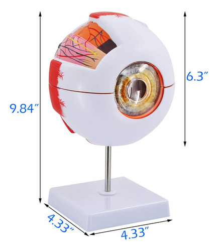 6x Large Model Del Ojo Model Of Globo Ocular Ampliated