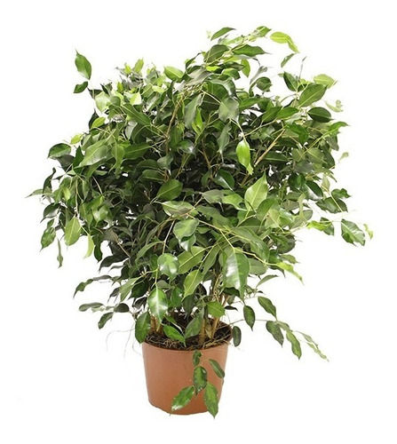 Ficus Benjamina Danielle P24