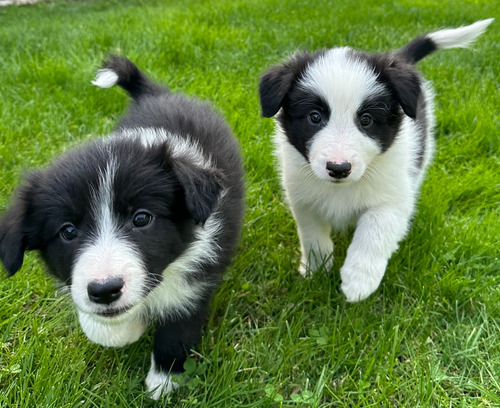 Hermosos Cachorritos Border Collie