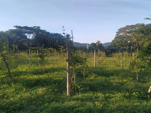 Imagen 9 de 14 de Finca En Yaracuy Municipio Bruzual Cumaripa