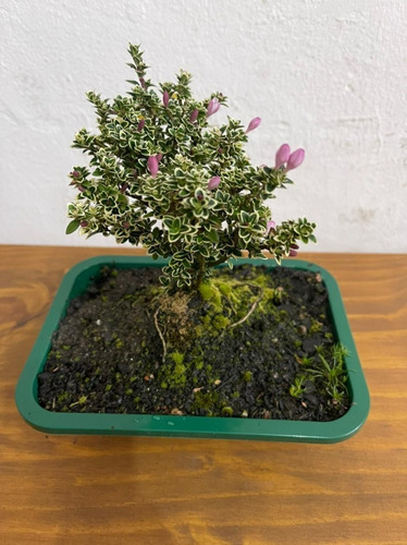 1 Planta Árvore Bonsai Serissa Variegata Flor Rosa Chinesa | Parcelamento sem juros 1 Planta Árvore Bonsai Serissa Variegata Flor Rosa Chinesa | Parcelamento sem juros