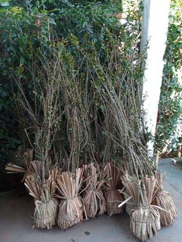 Arbol Frutal Granada - Entrega Gratis Caba Y Gba