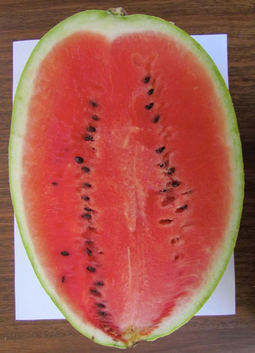 Mix 100 Semillas De Melón Sandía Criollos