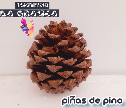 Piñas De Pino 30 Piezas Por Caja 