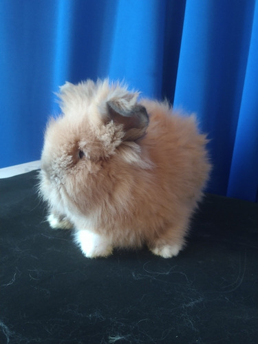 Conejo Cabeza De León Café Mascota