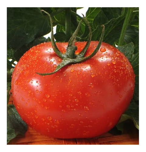 Semente De Tomate Gaucho Melhorado - 2gr/ 600 Sementes