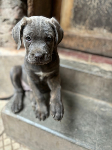 Cane Corso: Majestuosos Cachorros Disponibles 