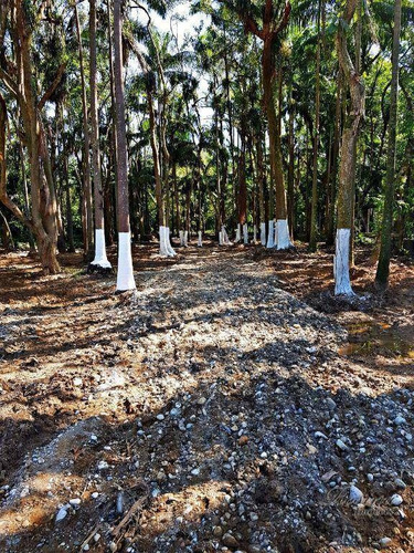 Imagem 16 de 20 de Belíssima Chácara Localizada Na Vila Santo Antônio Medindo 3.056,82m² Por R$283 Mil - Ch0168