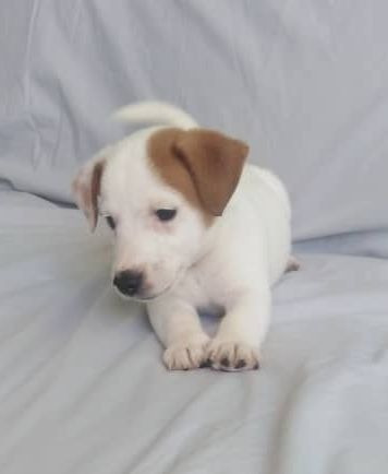Imagen 5 de 10 de Jack Russell