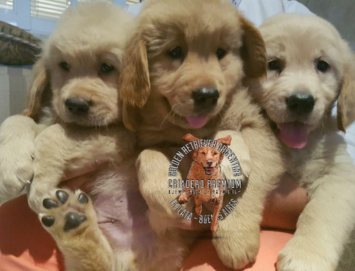 Golden Retriever Hembras Y Machos Sanos Y Puros 100%