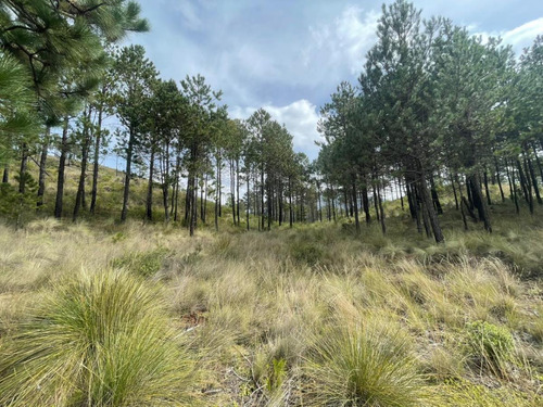 Venta Terreno Las Vigas De Ramirez