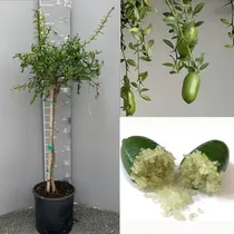 Comprar Kit 3 Arbol Limon Caviar Injerto, Frutal Certificada