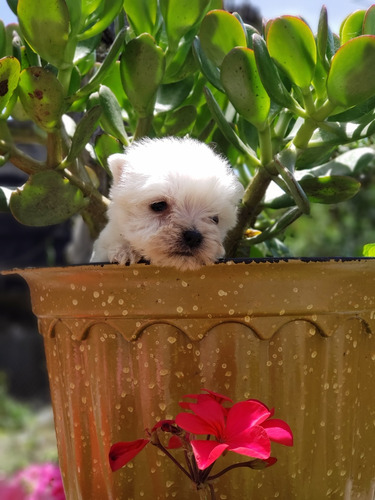 Cachorritos Westy Terrier 