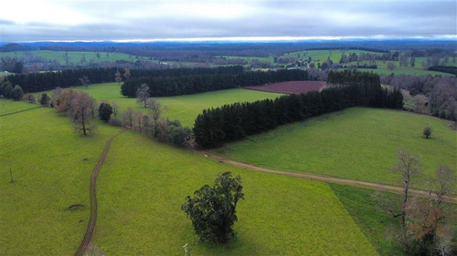 Agrícola En Venta En Paillaco