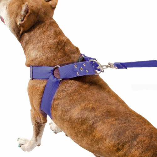 Peitoral Coleira Com Regulagem Guia Para Cães Reforçada Cor Azul Tamanho da coleira Grande