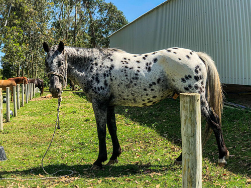 Vendo Caballo Appaloosa