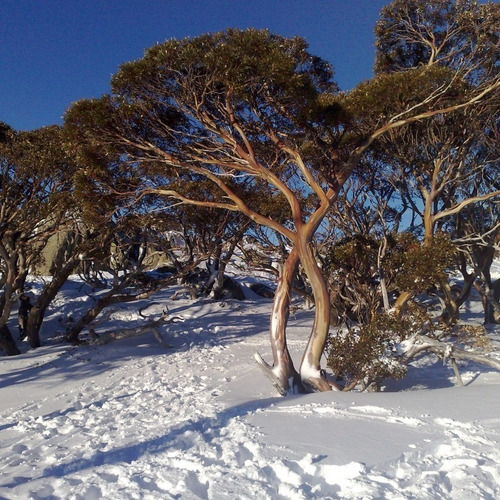 50 Semillas De Eucalipto De Nieve
