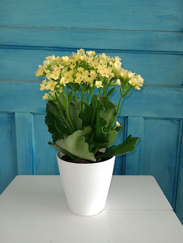 Suculenta Kalanchoe Flor Da Fortuna Amarela No Vaso Branco