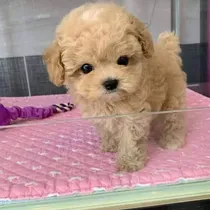 Comprar Cachorros Maltipoo Tacita De Te