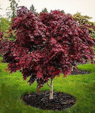 40 Sementes Bonsai Acer Palmatum Vermelho Árvore P/ Mudas