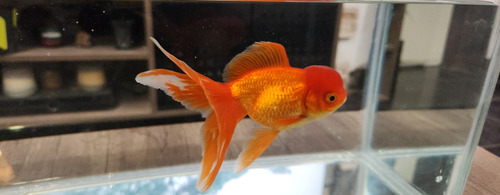 Pez Oranda Cabeza De Leon .2 Durazno Dorado