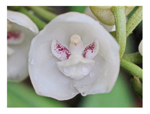 100 Sementes De Orquídea Peristeria Elata | Parcelamento sem juros