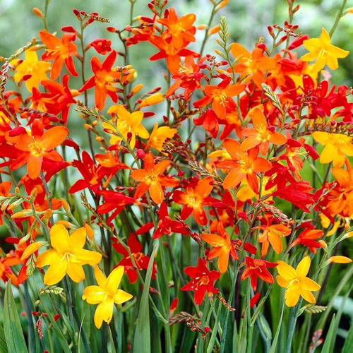 Bulbos De Mombretia Crocosmia Tamano 6/+ X10 Imp. Holanda