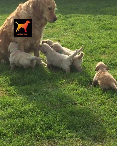 Golden Retriever 100% Puros En Criadero Tribu, Soy Guada