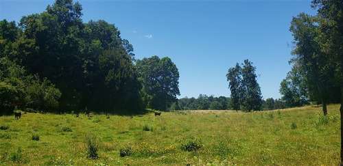 Imagen 14 de 16 de Agrícola En Venta En Lago Ranco