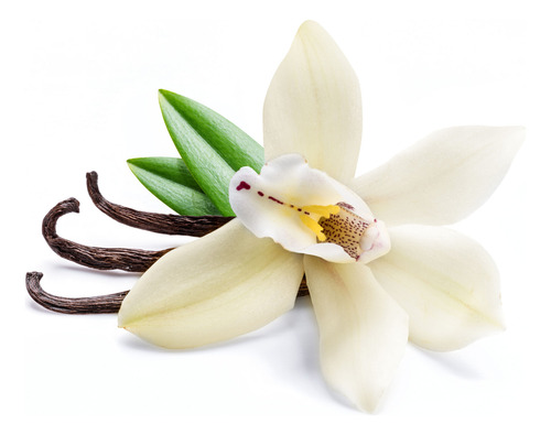 Bio Orquídea Vainilla Real, Planta Rápido Crecimiento.