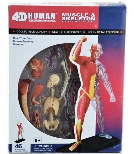 4d Cuerpo Humano Modelo Anatomico Musculo Esqueleto 26058