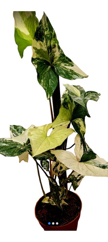 Planta :syngonium Variegado Flecha.