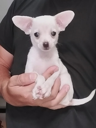 Chihuahua Mini Varios Colores (Usado)